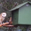 Southern CA barn owl enjoys healthy owl box - No wifi cameras!